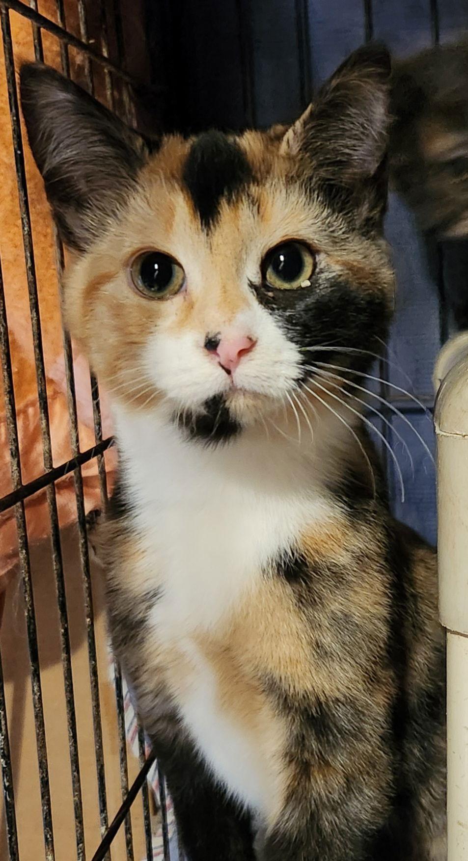 Enlarge Classy  (25-129), a Adopted Domestic Short Hair in Ocean Pines, MD image 2/2