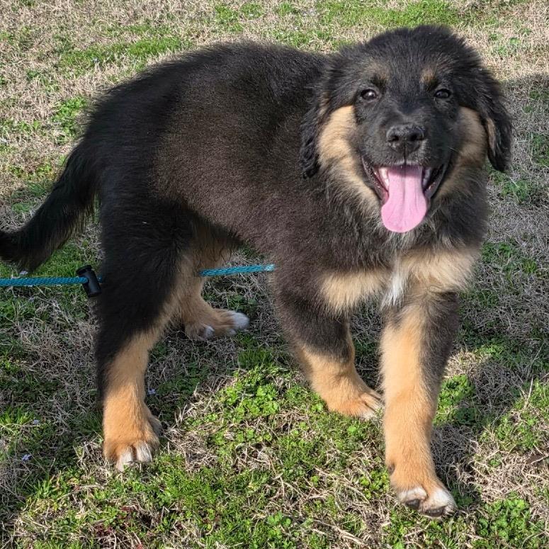 Enlarge Qbert, a Adoptable Mixed Breed in Jackson, MO image 1/2