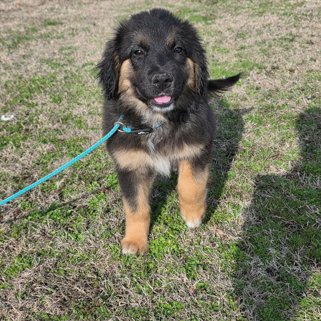 Enlarge Qbert, a Adoptable Mixed Breed in Jackson, MO image 2/2