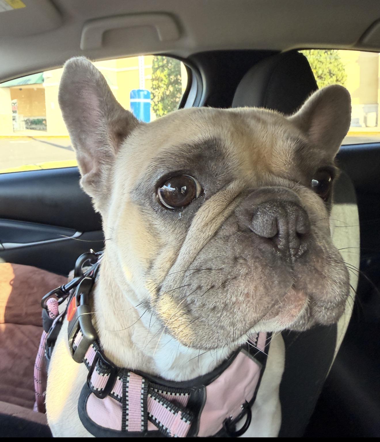 Enlarge Gypsy, a Adoptable French Bulldog in PALM BAY, FL image 1/1
