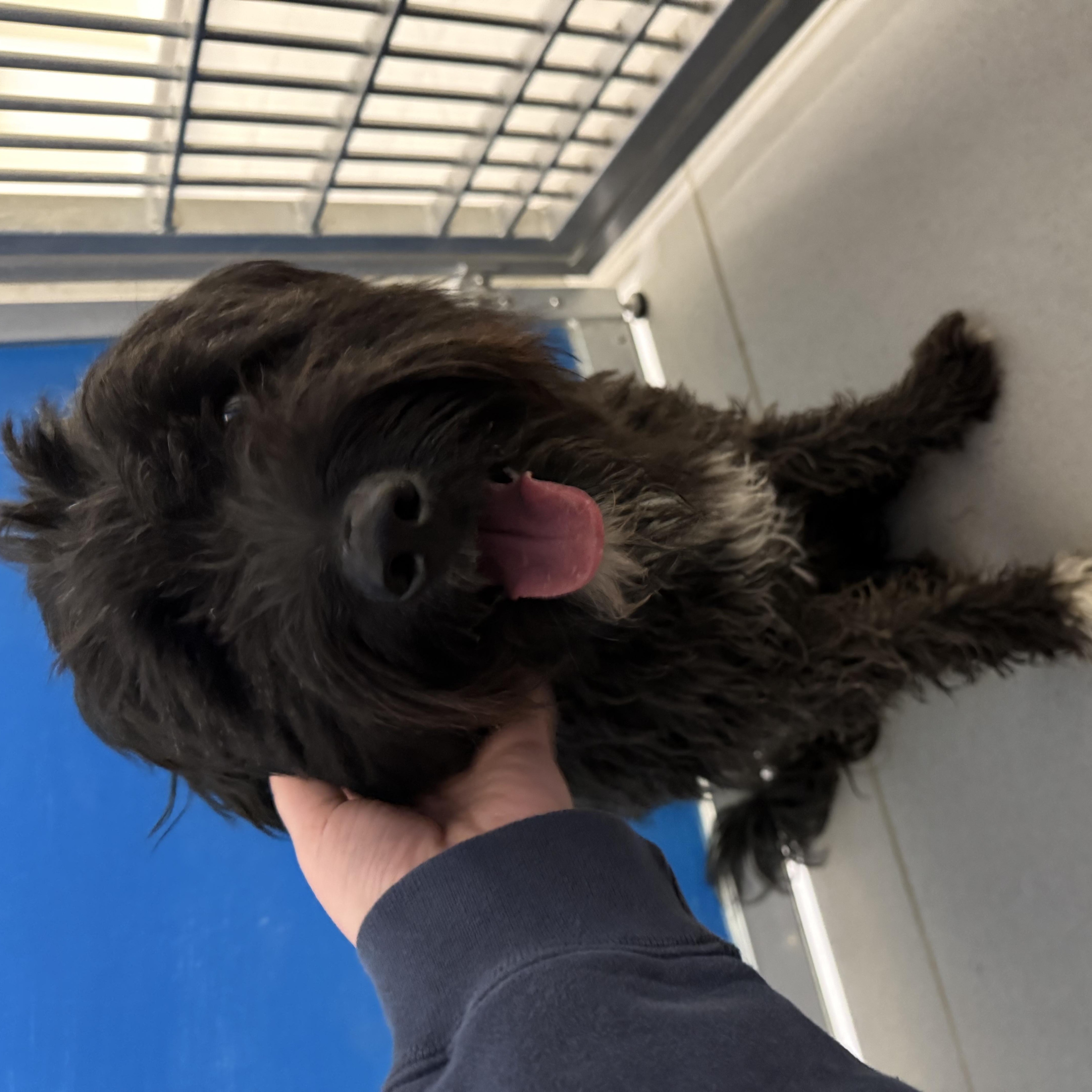 ACO Dog, an adoptable Poodle, Lhasa Apso in Hays, KS, 67601 | Photo Image 3