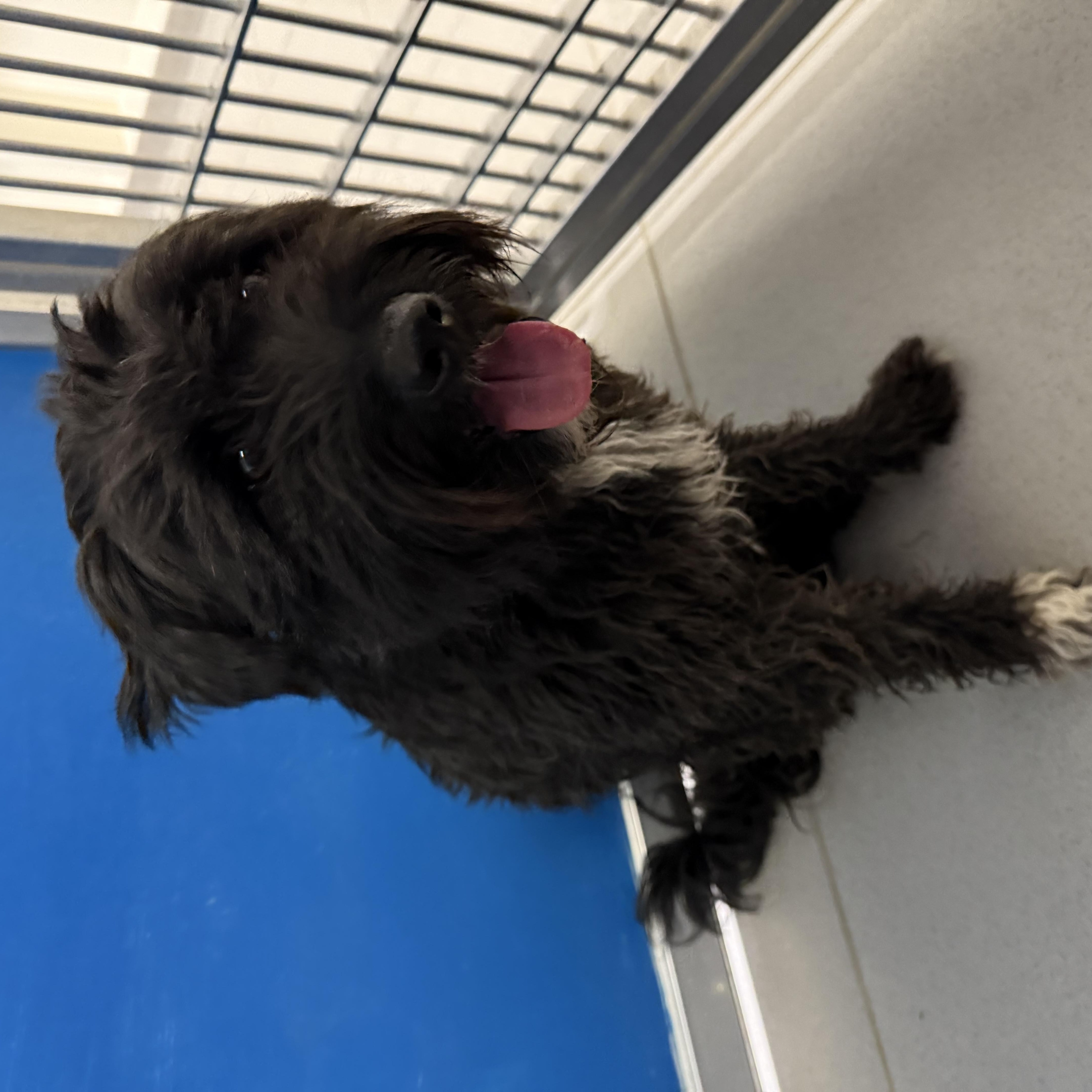ACO Dog, an adoptable Poodle, Lhasa Apso in Hays, KS, 67601 | Photo Image 4