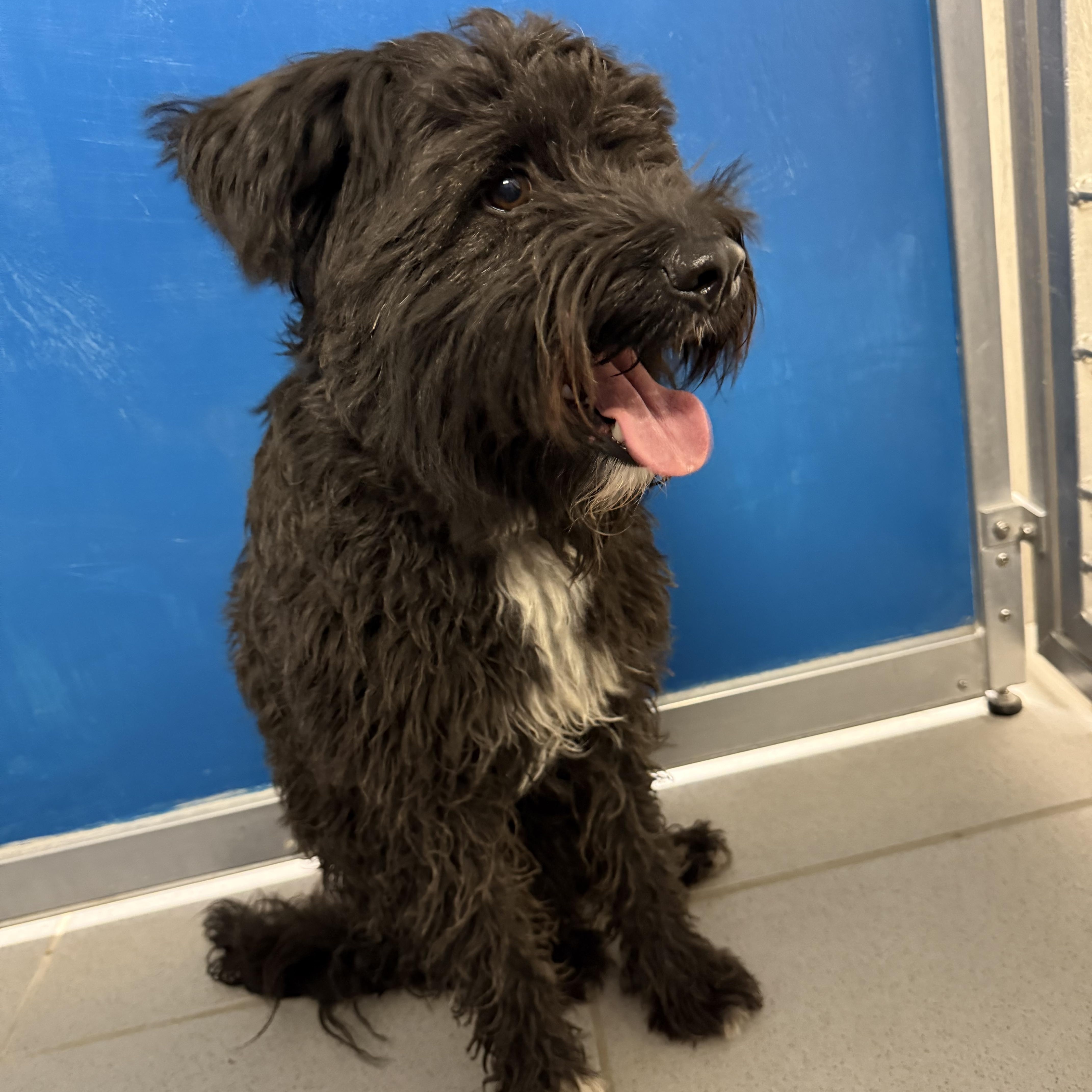 ACO Dog, an adoptable Poodle, Lhasa Apso in Hays, KS, 67601 | Photo Image 1