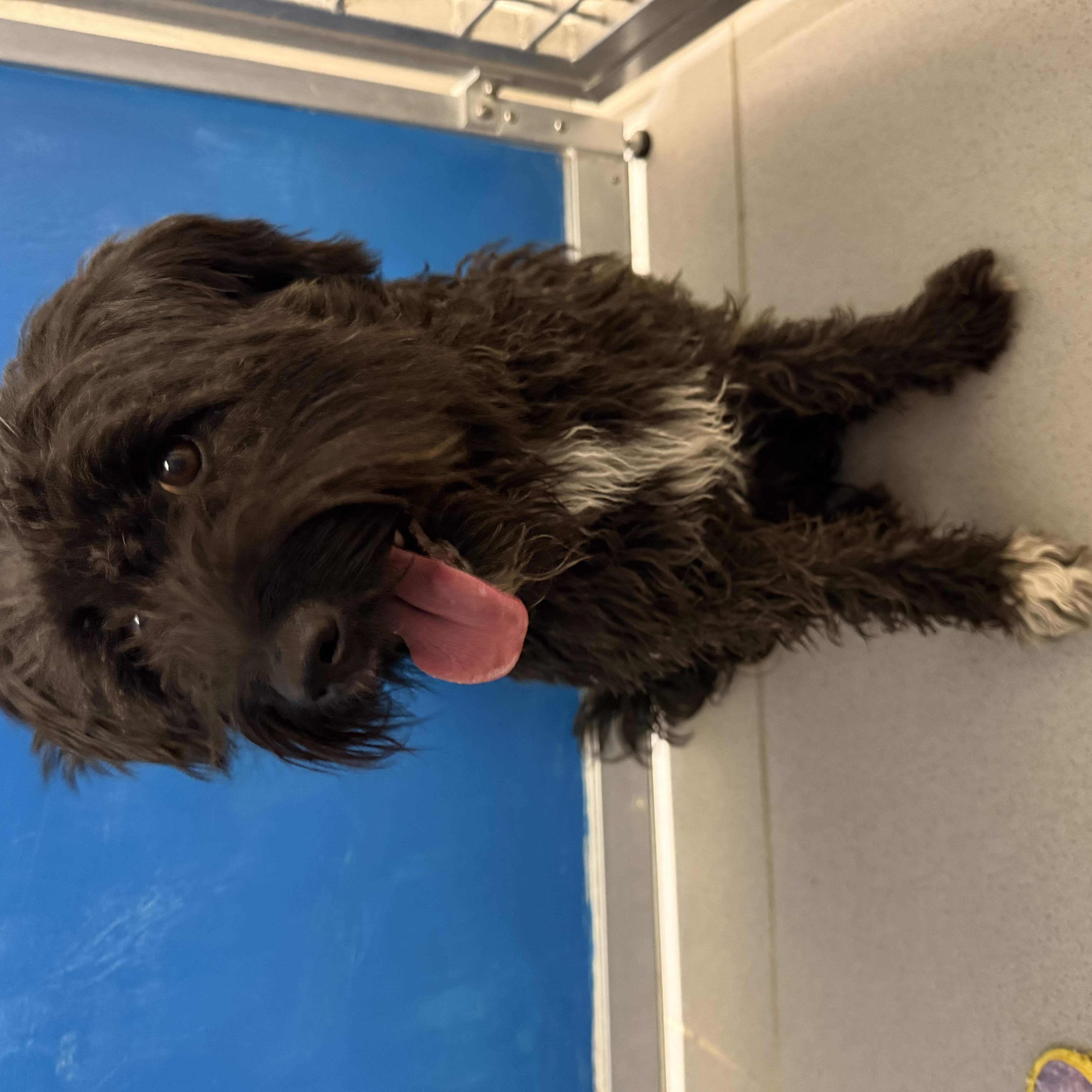 ACO Dog, an adoptable Poodle, Lhasa Apso in Hays, KS, 67601 | Photo Image 6