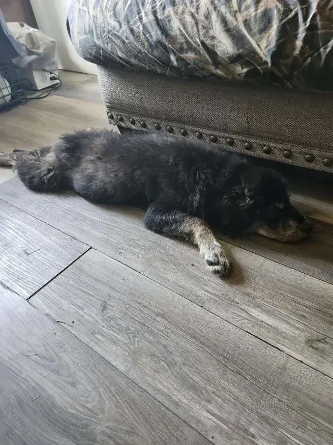 Jeff, a Adoptable mixed breed in Grand Rapids, MI image 1/6