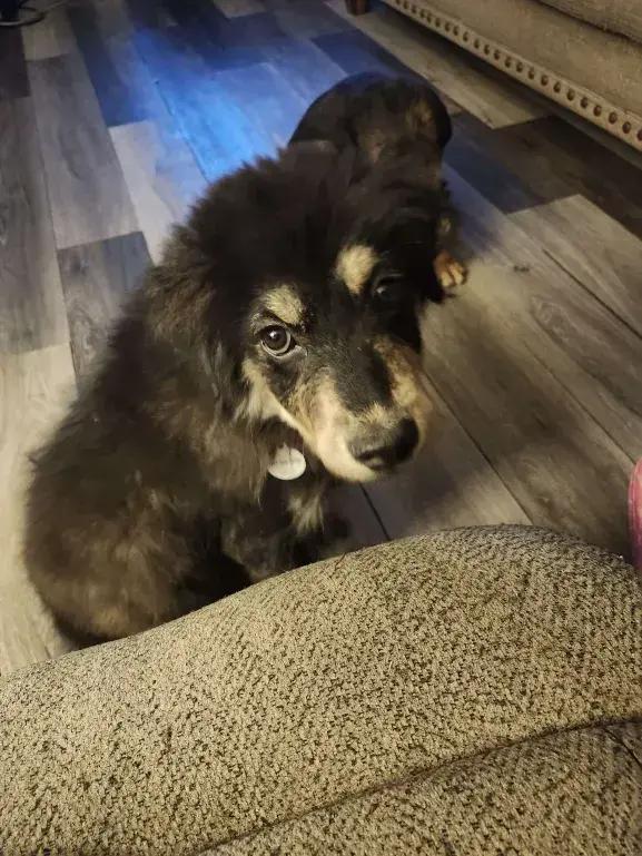 Jeff, a Adoptable mixed breed in Grand Rapids, MI image 2/6