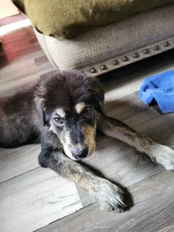 Jeff, a Adoptable mixed breed in Grand Rapids, MI image 4/6