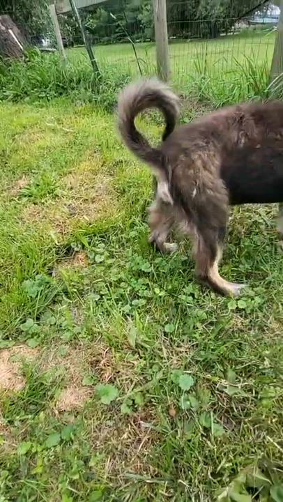 Enlarge Jeff, a Adoptable mixed breed in Grand Rapids, MI video 6/6