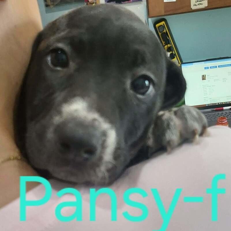 Pansy, Adoptable, Puppy Female Australian Cattle Dog / Blue Heeler & Mixed Breed.