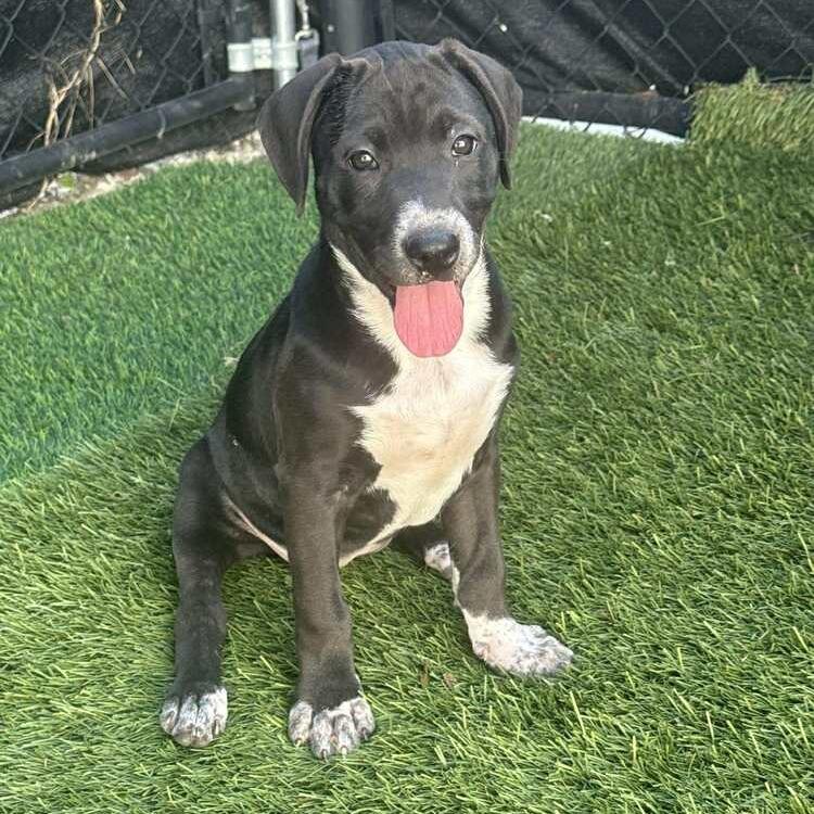 Enlarge Pansy, a Adoptable mixed breed in Seminole, FL image 2/4