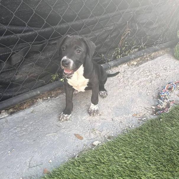 Enlarge Pansy, a Adoptable mixed breed in Seminole, FL image 3/4