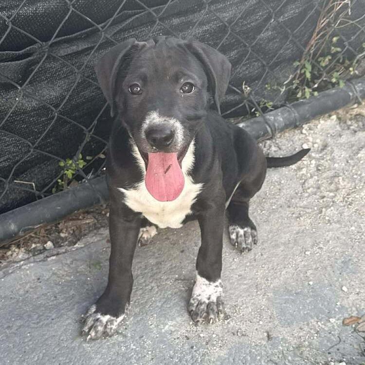 Enlarge Pansy, a Adoptable mixed breed in Seminole, FL image 4/4