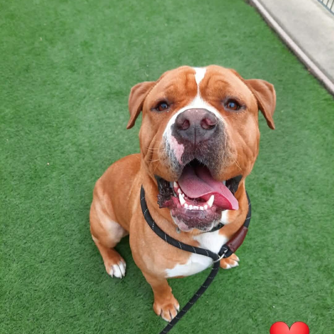 Chance, Adoptable, Young Male American Bulldog.