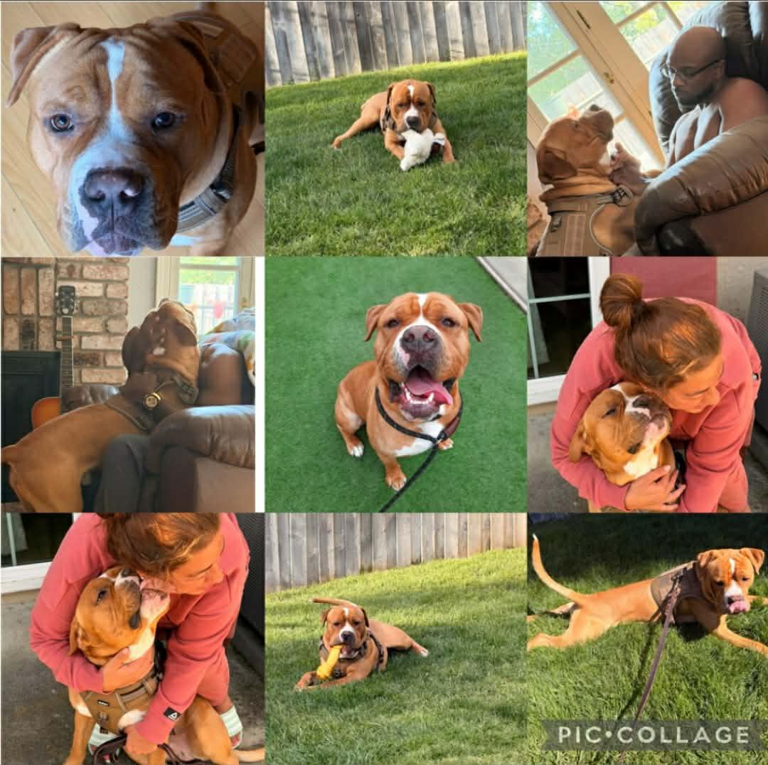 Enlarge Chance, a Adoptable mixed breed in Wilton, CA image 2/6
