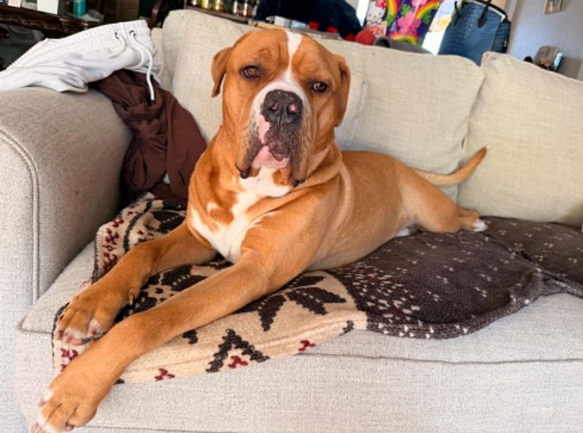 Enlarge Chance, a Adoptable mixed breed in Wilton, CA image 2/6
