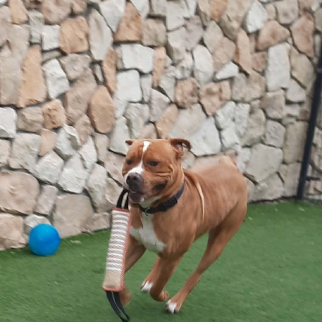 Enlarge Chance, a Adoptable mixed breed in Wilton, CA image 5/6