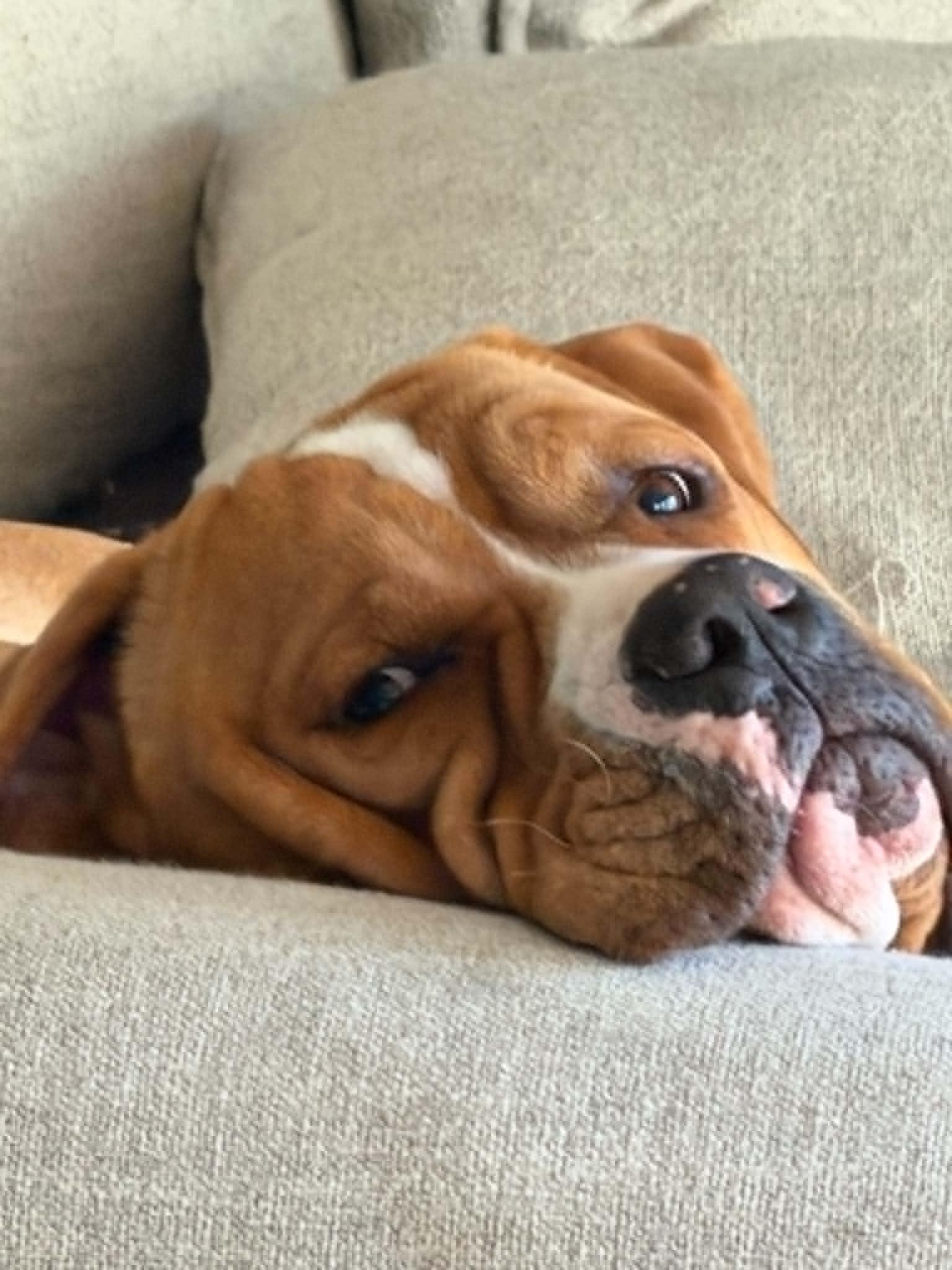 Chance, Adoptable, Young Male Mastiff & American Staffordshire Terrier.
