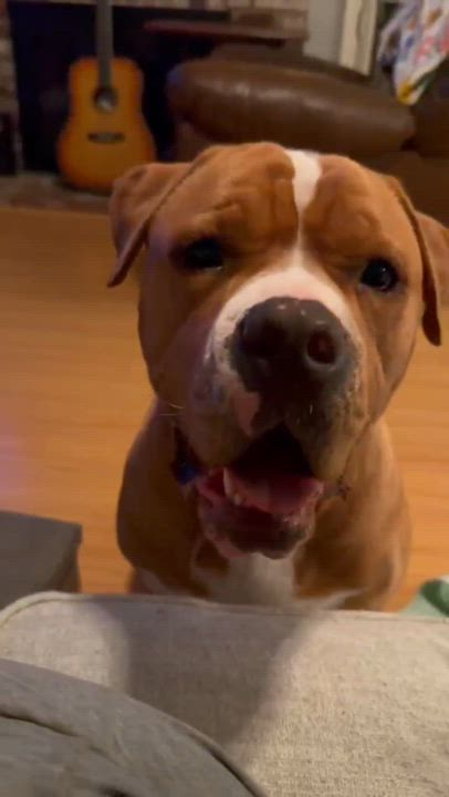 Enlarge Chance, a Adoptable mixed breed in Wilton, CA video 3/6