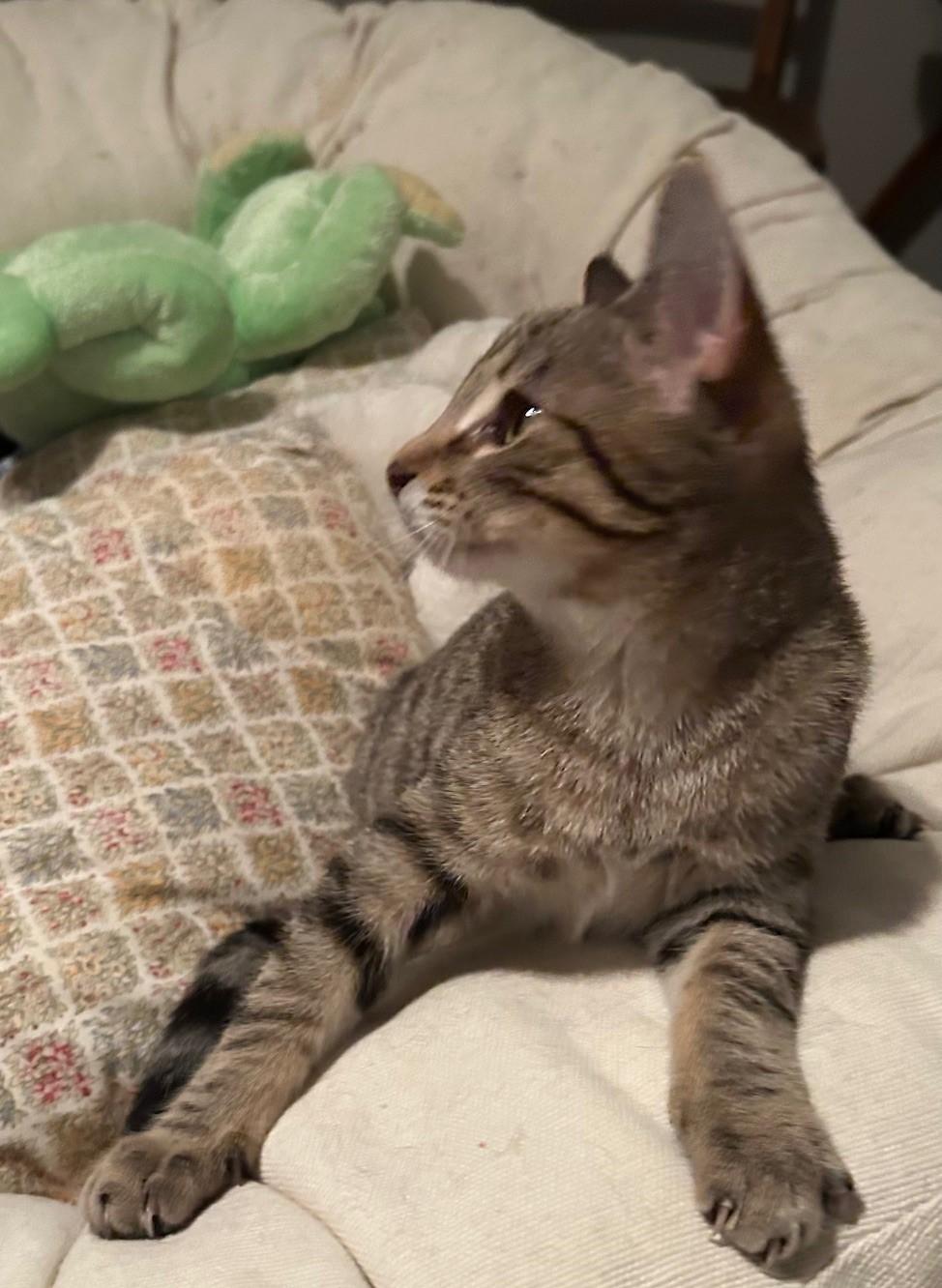 Enlarge Pippa, a ADOPTABLE mixed breed in Lombard, IL image 2/6