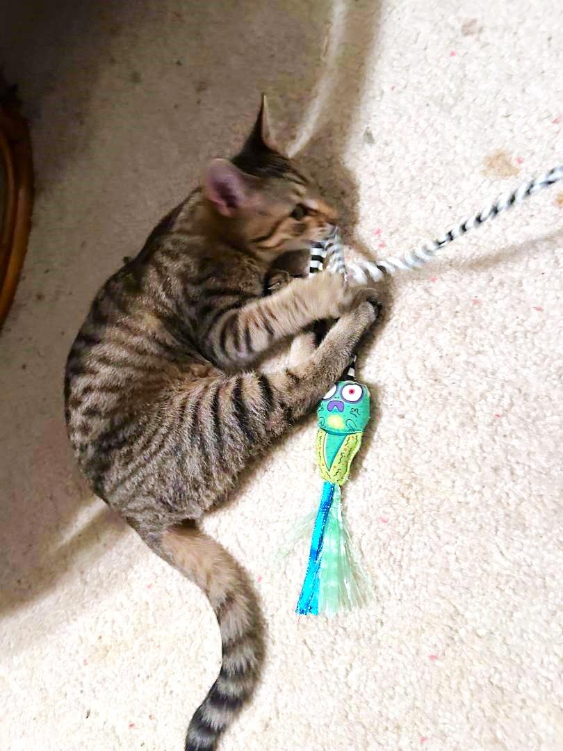 Enlarge Pippa, a ADOPTABLE mixed breed in Lombard, IL image 6/6