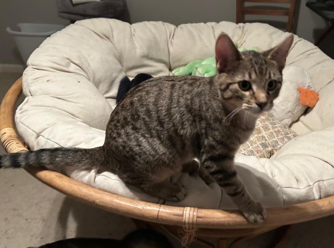 Enlarge Pippa, a ADOPTABLE mixed breed in Lombard, IL image 3/6