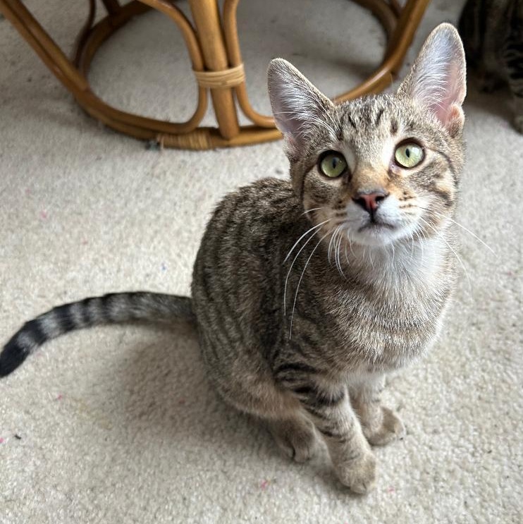 Pippa, ADOPTABLE, Kitten Female Tabby & Domestic Short Hair.