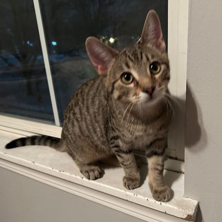 Enlarge Pippa, a ADOPTABLE mixed breed in Lombard, IL image 4/6