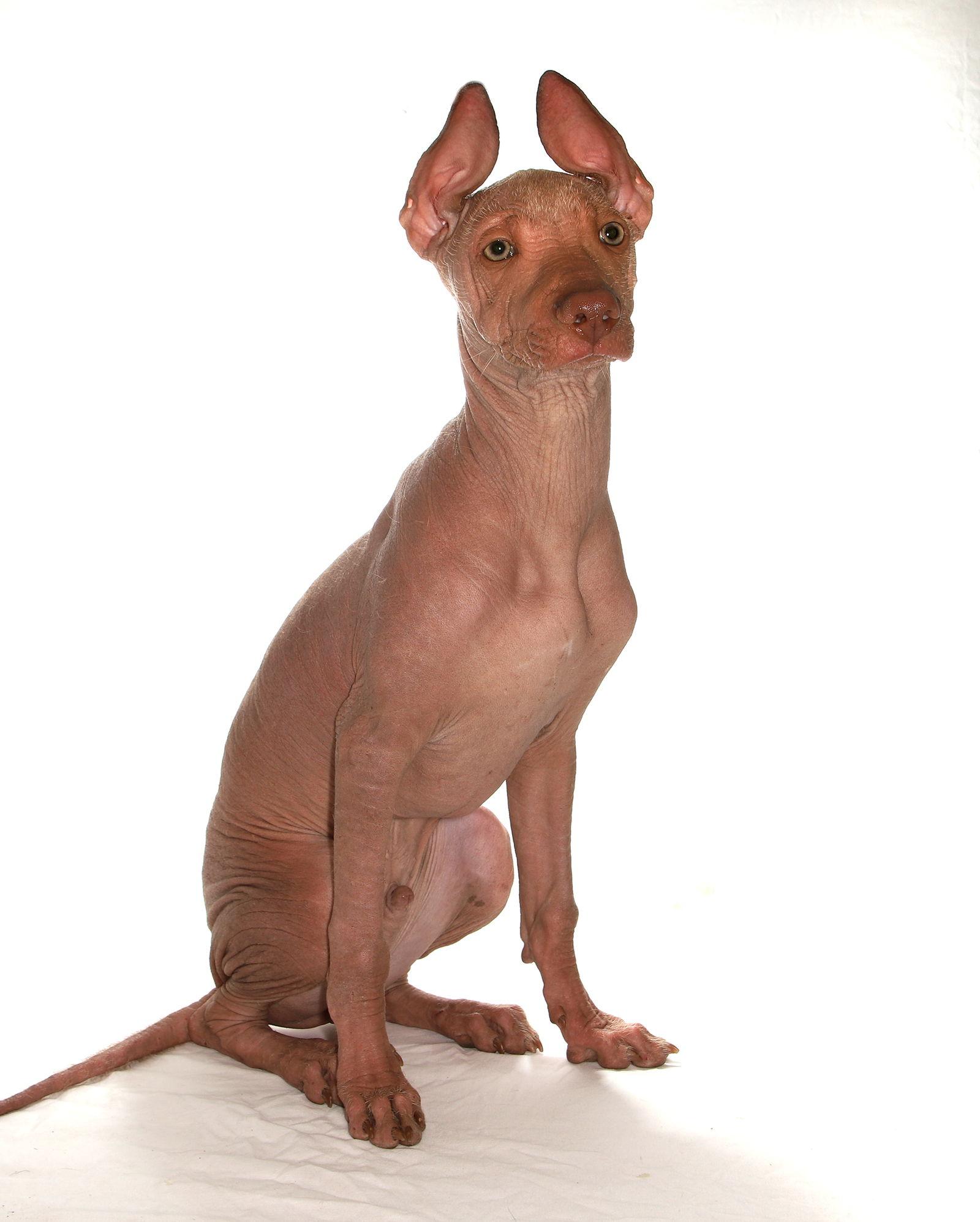 Tulio, Adopted, Puppy Male Xoloitzcuintli / Mexican Hairless.