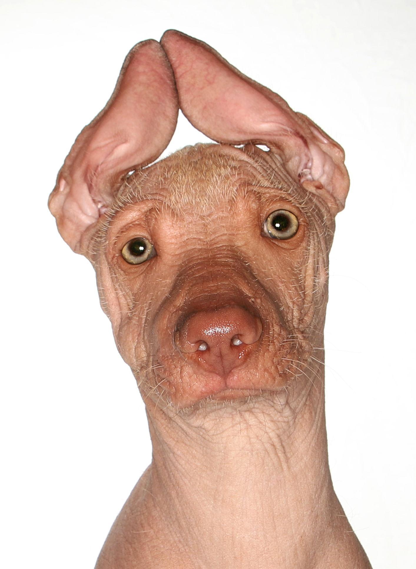 Tulio, a Adopted Xoloitzcuintli / Mexican Hairless in Oakland Park, FL image 2/3