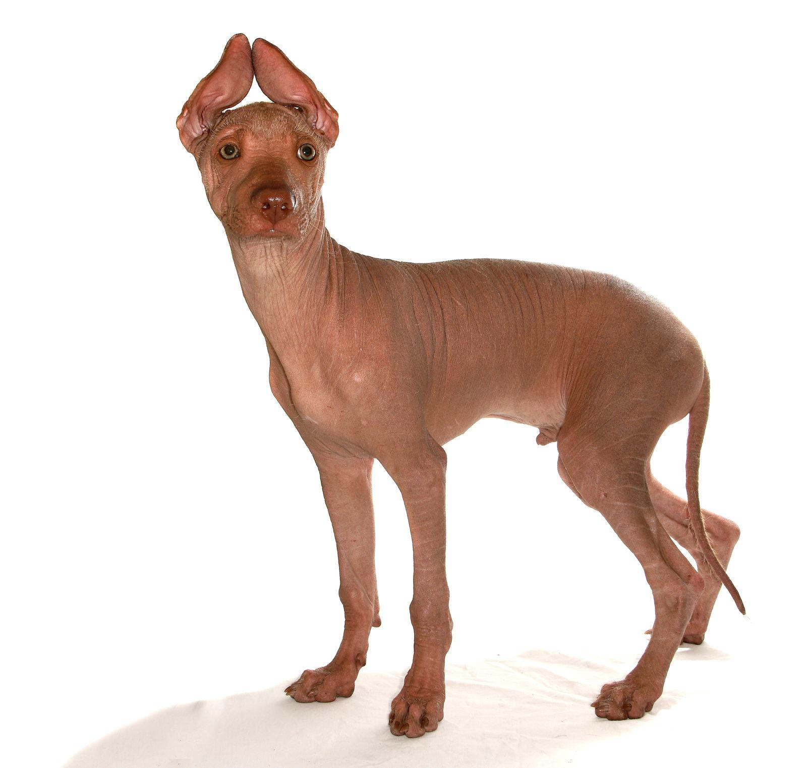 Tulio, a Adopted Xoloitzcuintli / Mexican Hairless in Oakland Park, FL image 3/3