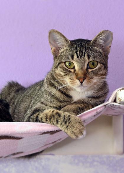 Enlarge Wren, a Adoptable mixed breed in Baton Rouge, LA image 2/2