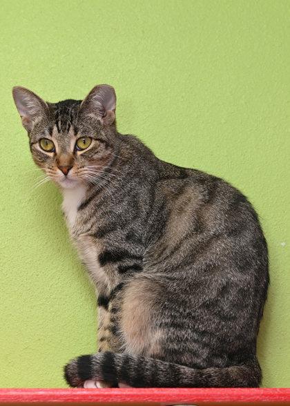 Enlarge Wren, a Adoptable mixed breed in Baton Rouge, LA image 2/2