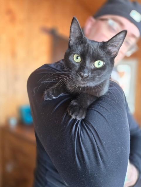 Enlarge Raven, an adopted Domestic Short Hair in Maple Grove, MN image 1/4