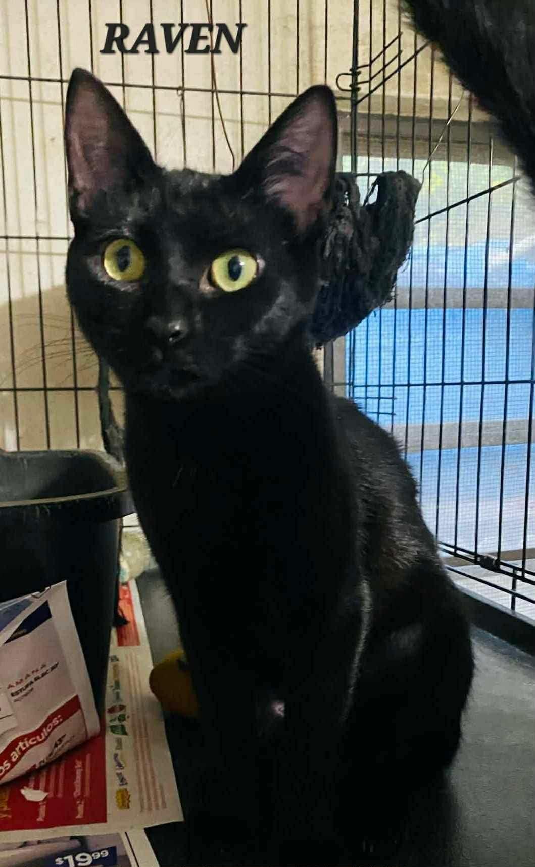Enlarge Raven, a ADOPTABLE Domestic Short Hair in Maple Grove, MN image 2/2