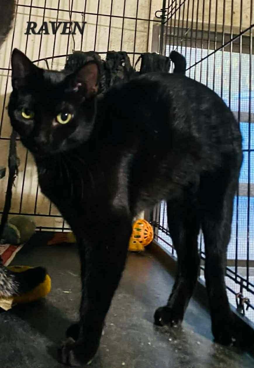 Raven, ADOPTABLE, Young Female Domestic Short Hair.