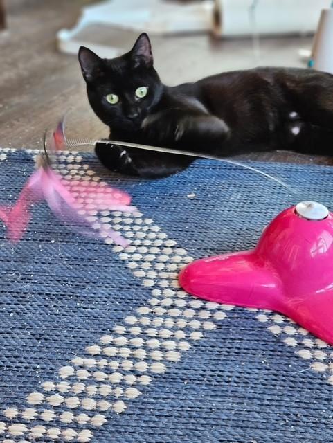 Enlarge Raven, an adopted Domestic Short Hair in Maple Grove, MN image 2/4