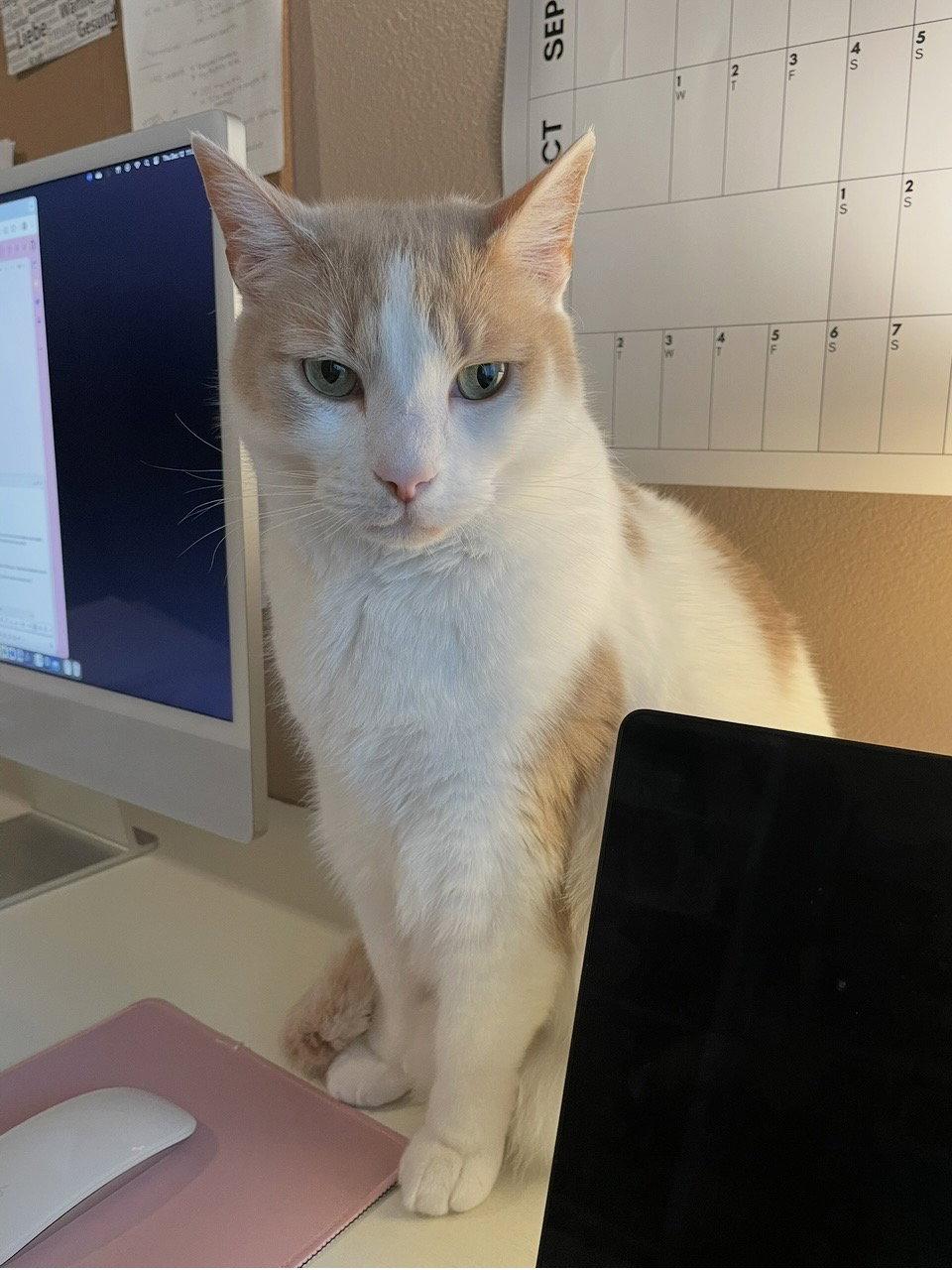 Turshi (Pickles in Arabic), Adoptable, Young Male Domestic Short Hair.