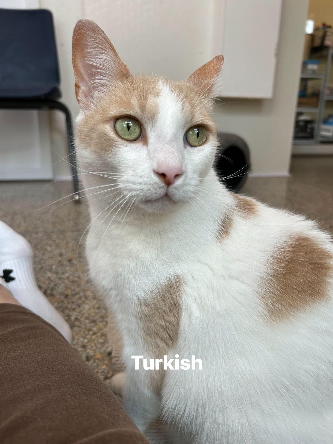 Enlarge Turshi (Pickles in Arabic), a Adoptable Domestic Short Hair in Williamsburg, IA image 2/3