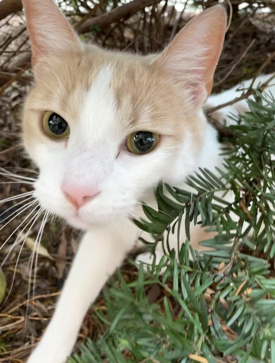 Enlarge Turshi (Pickles in Arabic), a Adoptable Domestic Short Hair in Williamsburg, IA image 3/3