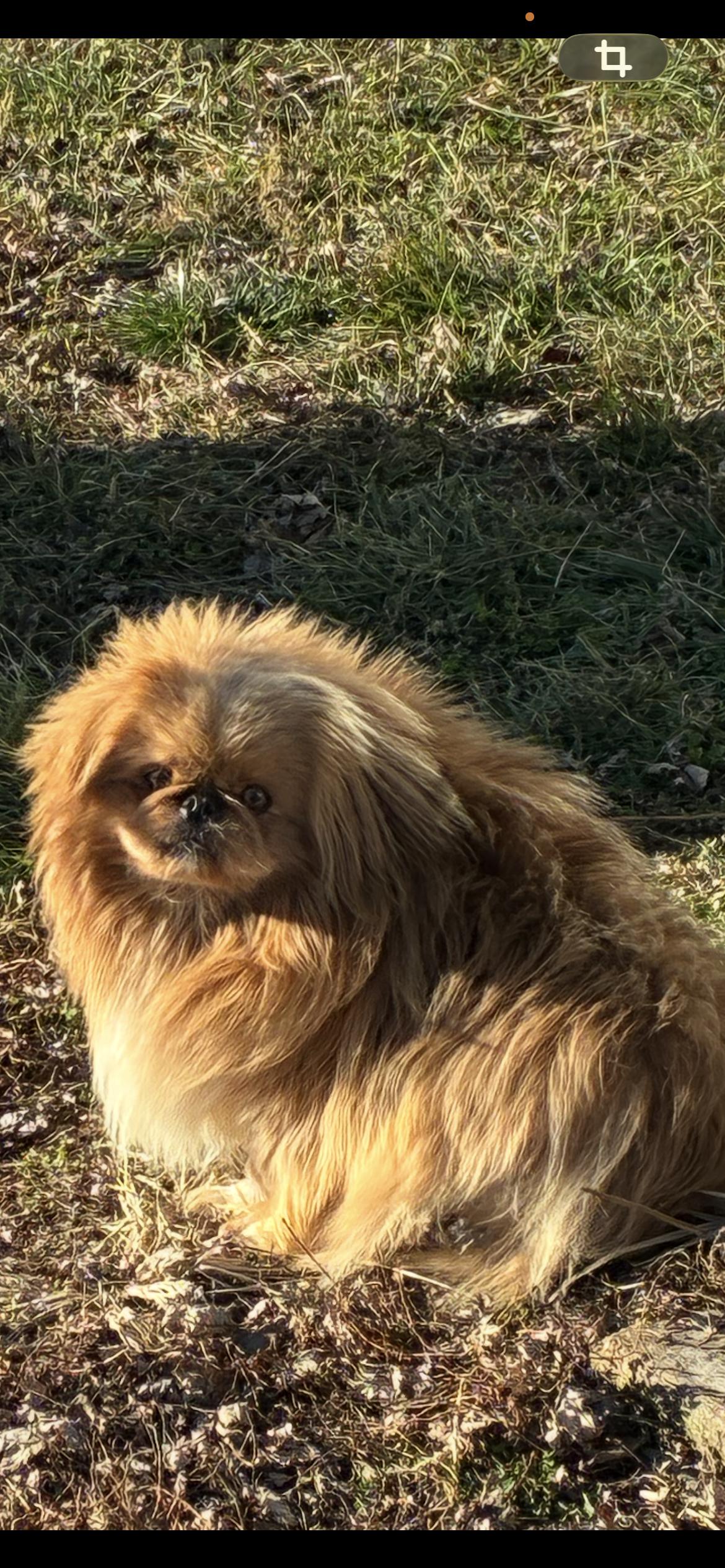 Enlarge Cosmo , an adopted Pekingese in Saint Louis, MO image 1/3