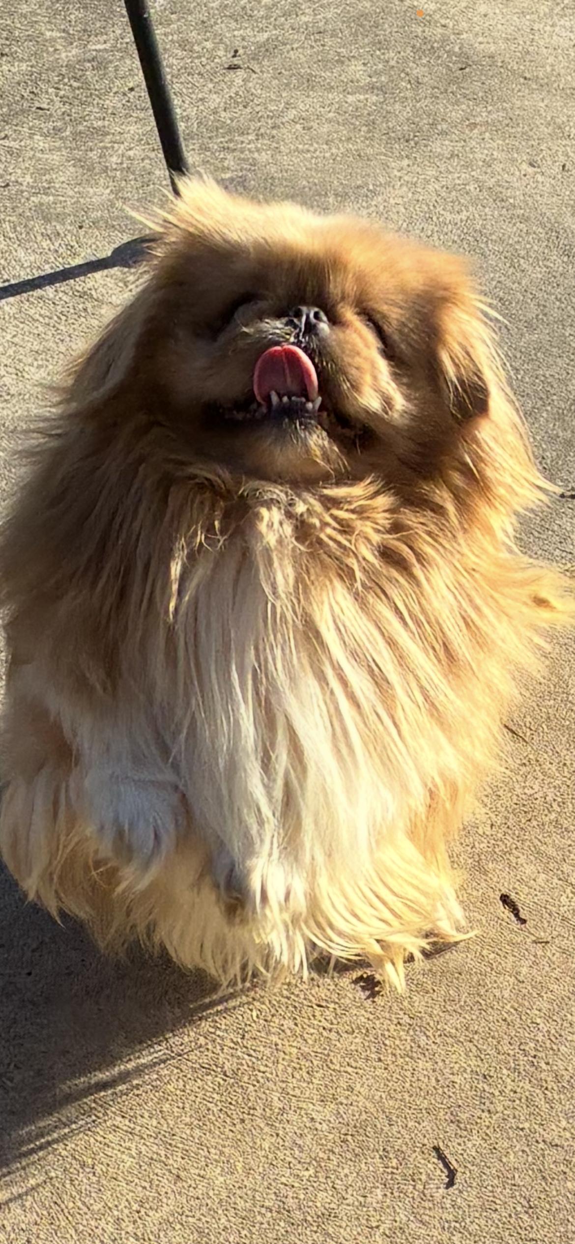 Enlarge Cosmo , an adopted Pekingese in Saint Louis, MO image 3/3