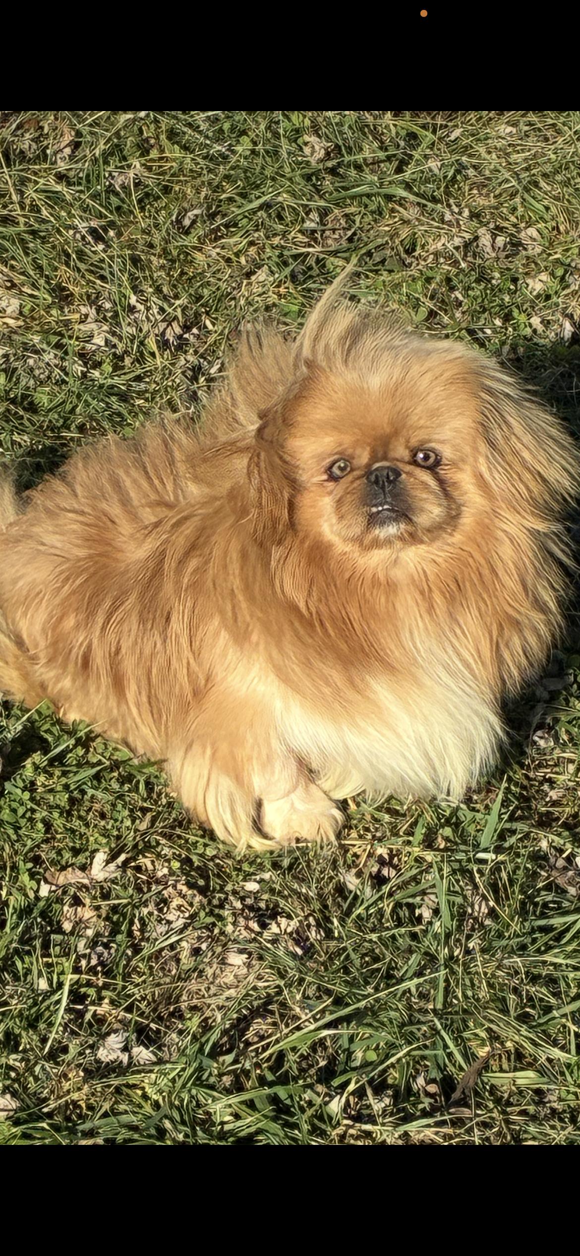 Enlarge Cosmo , an adopted Pekingese in Saint Louis, MO image 2/3