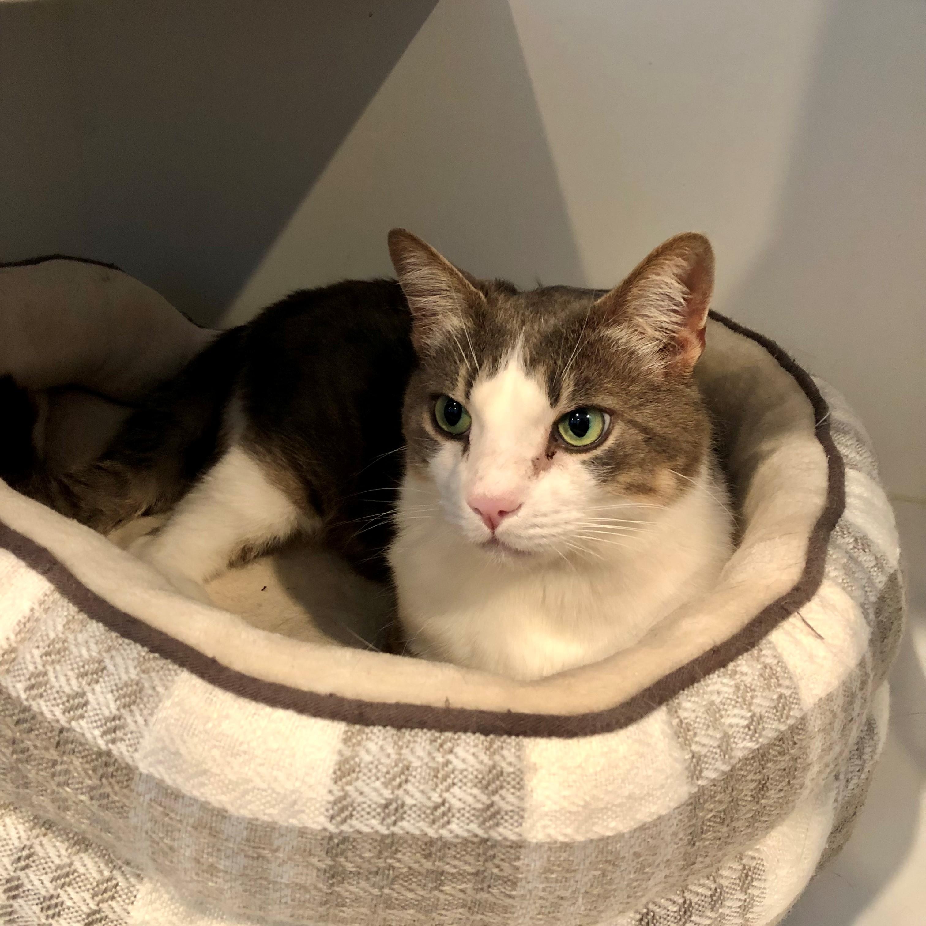 Enlarge Oliver, a ADOPTABLE Domestic Short Hair in Lodi, CA image 1/2