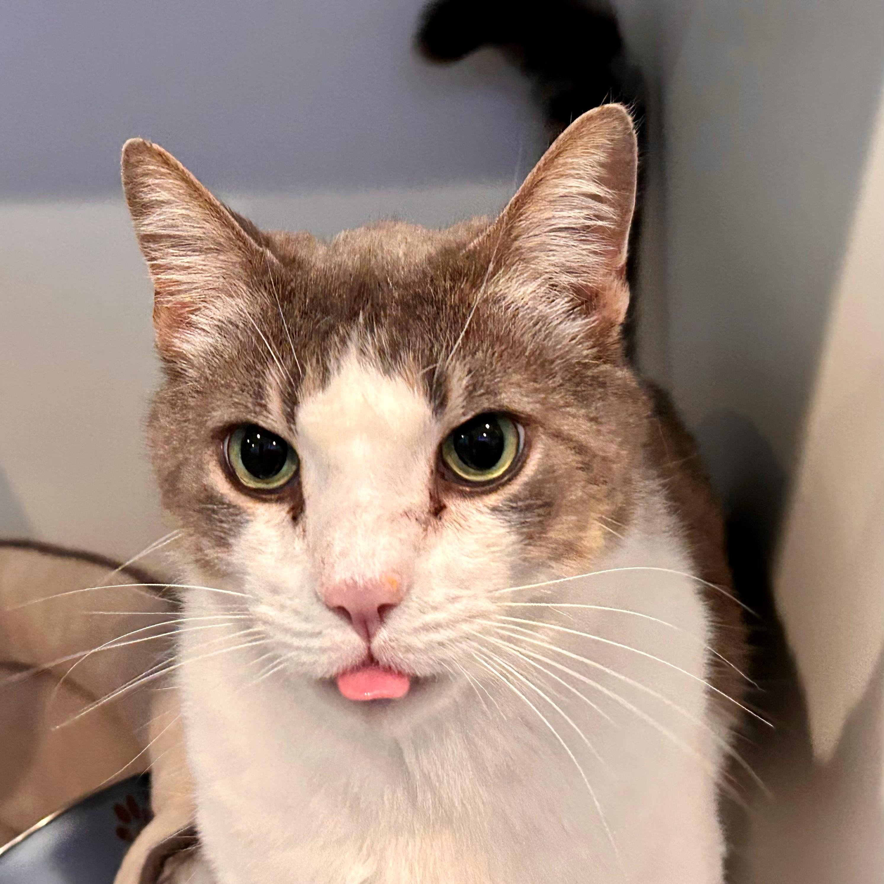 Enlarge Oliver, a ADOPTABLE Domestic Short Hair in Lodi, CA image 2/2