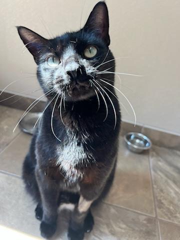 Enlarge Mushu, a Adoptable Domestic Medium Hair in Tallahassee, FL image 1/6