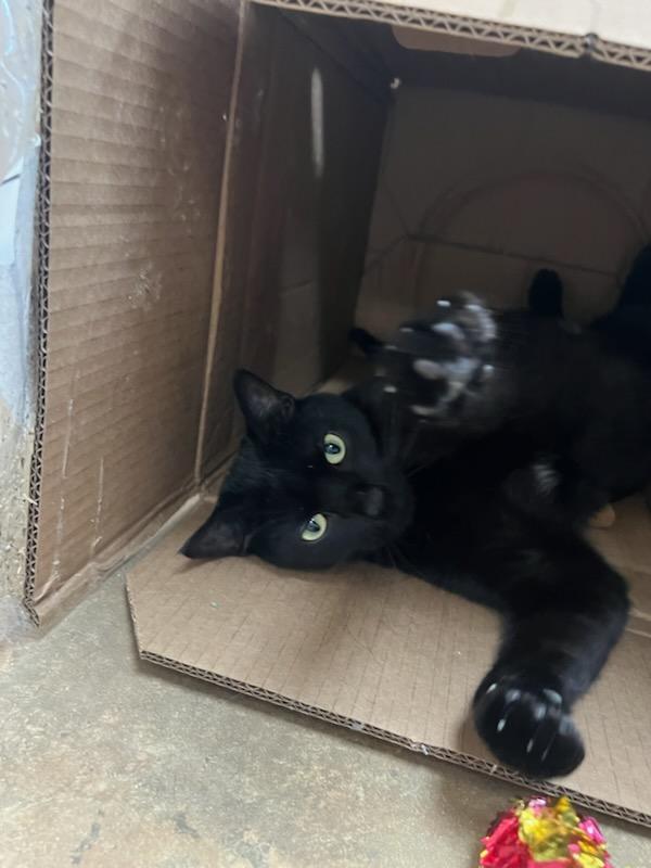 Enlarge Mushu, a Adoptable Domestic Medium Hair in Tallahassee, FL image 6/6