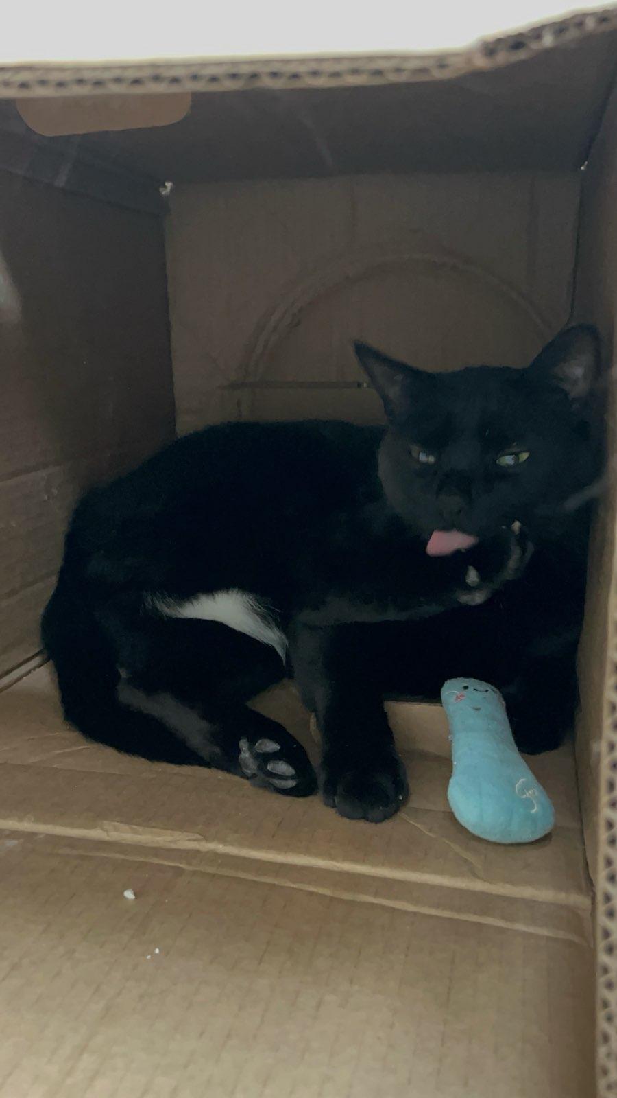 Enlarge Mushu, a Adoptable Domestic Medium Hair in Tallahassee, FL image 5/6