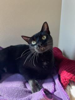Enlarge Mushu, a Adoptable Domestic Medium Hair in Tallahassee, FL image 2/6