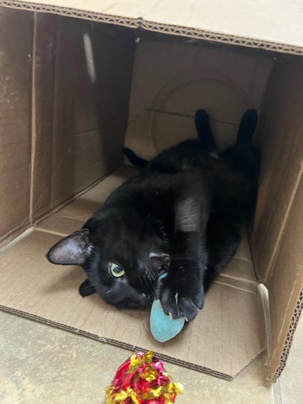 Enlarge Mushu, a Adoptable Domestic Medium Hair in Tallahassee, FL image 4/6