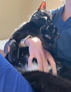 Enlarge Mushu, a Adoptable Domestic Medium Hair in Tallahassee, FL image 3/6